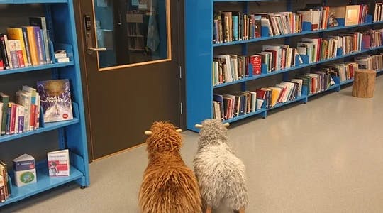 To gyngesauer i biblioteket som vil inn en stengt dør